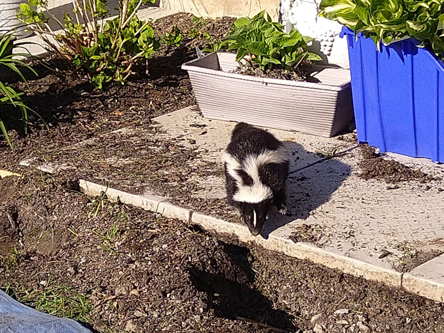 Skunk Control Durham