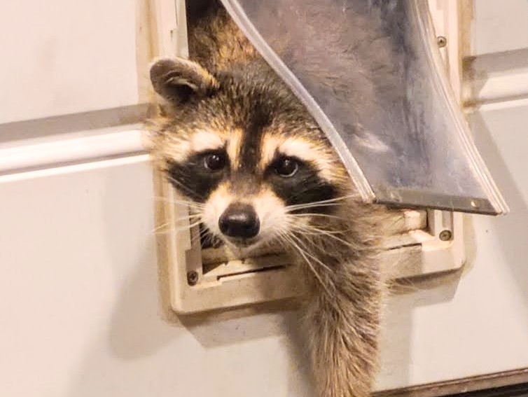 Raccoon Removal Kitchener