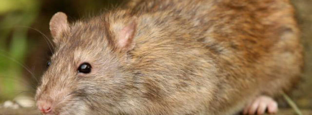 Rat Removal Markham