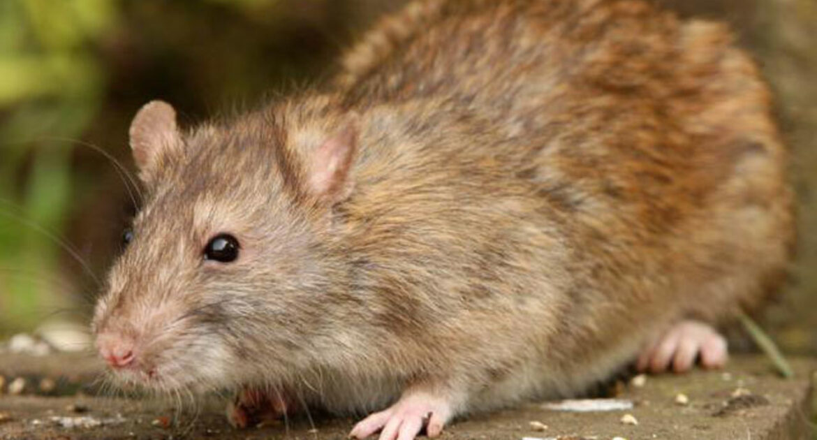 Rat Removal Markham