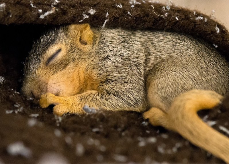 Niagara Wildlife Removal: Where Do Squirrels Go At Night? | Skedaddle  Humane Wildlife Control