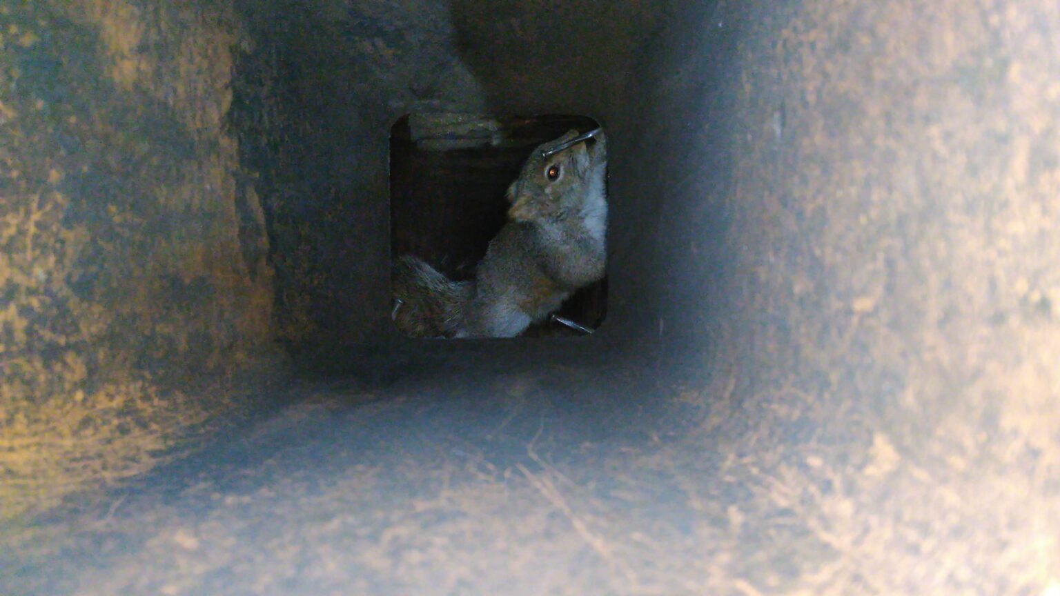 Niagara Wildlife Removal Where Do Squirrels Go At Night?