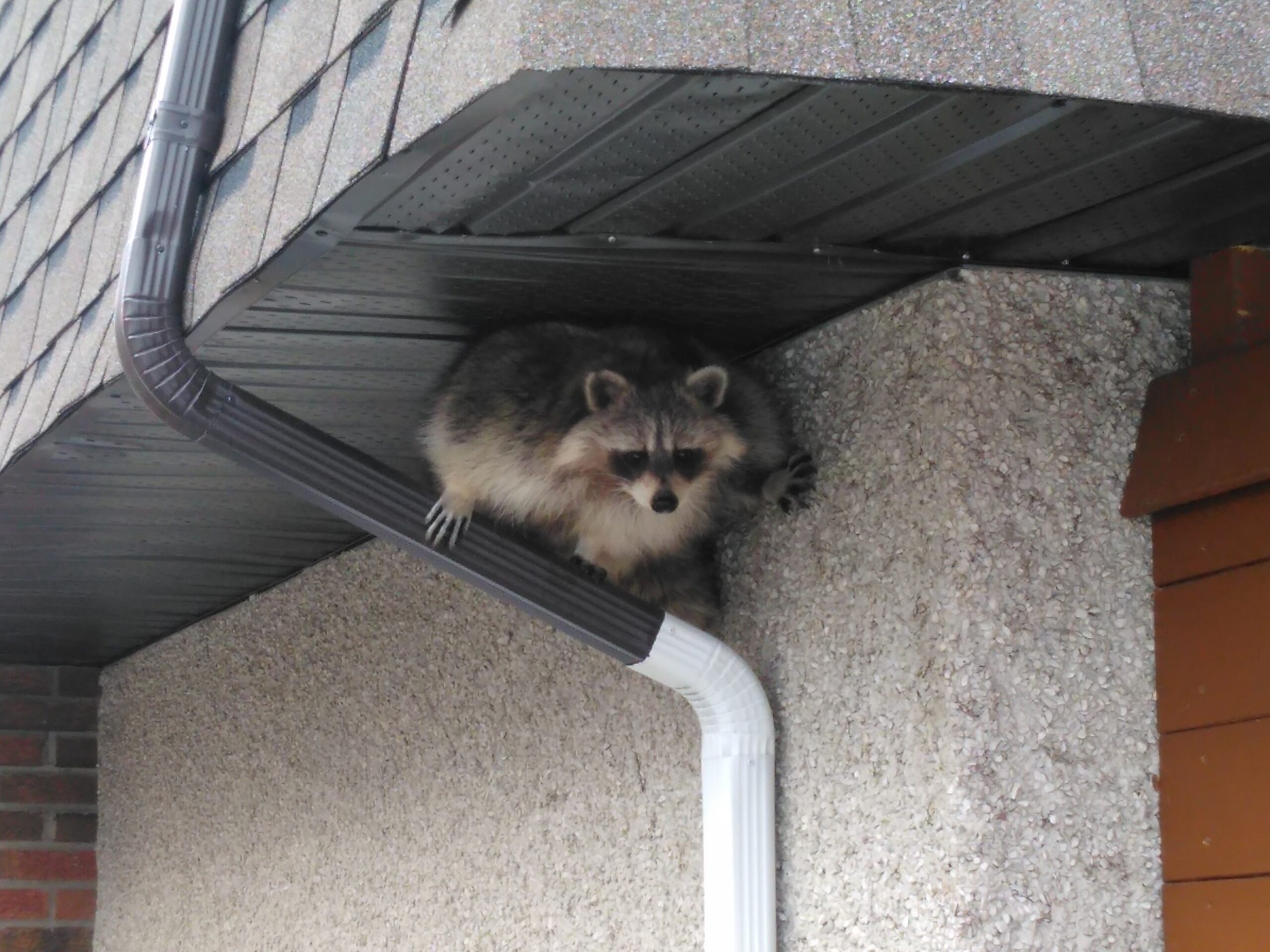 Raccoon Removal