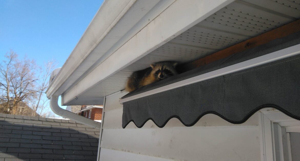 Raccoon Removal Oshawa,