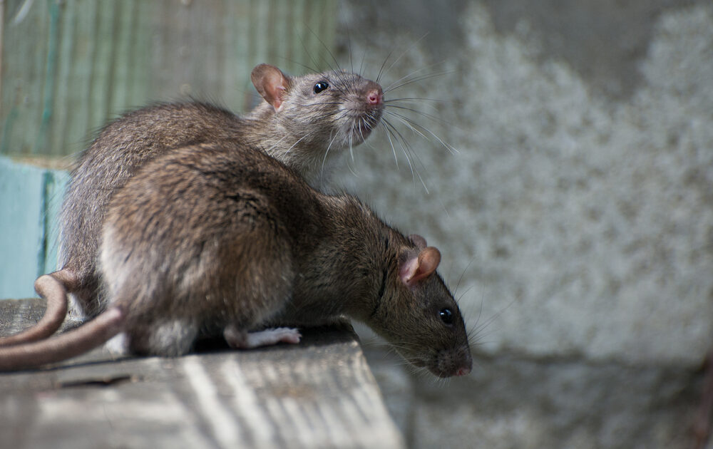 Rat Removal Barrie