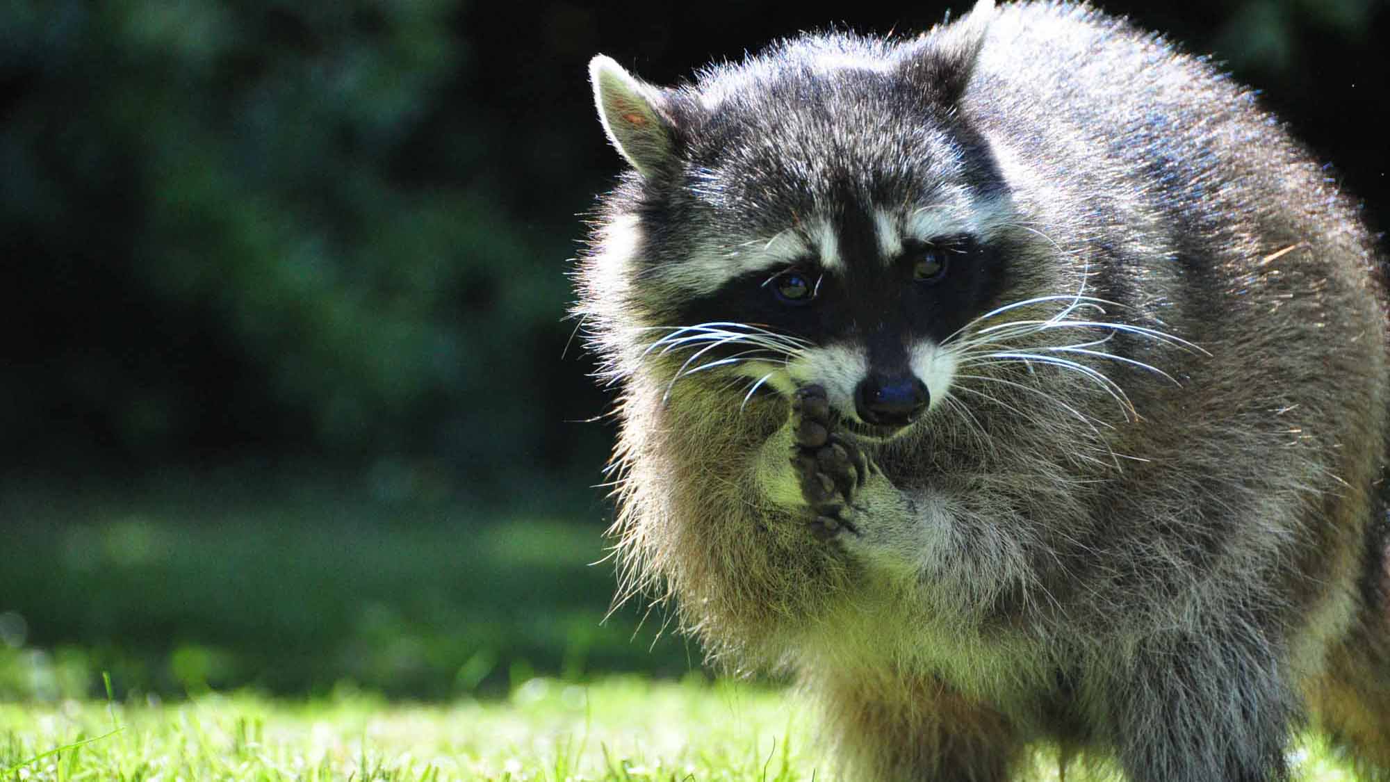 Raccoon Removal Barrie