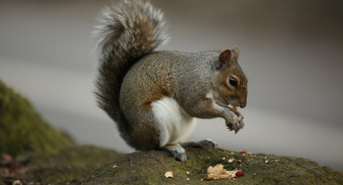 Squirrel Removal Coquitlam