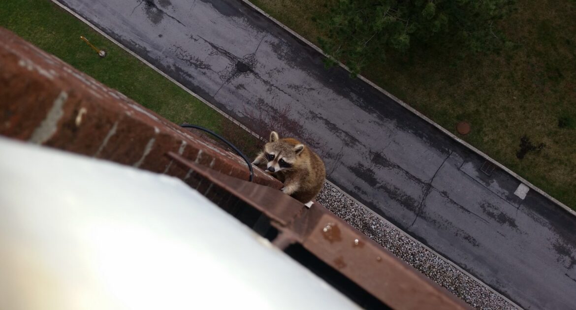 Raccoon Removal Kitchener