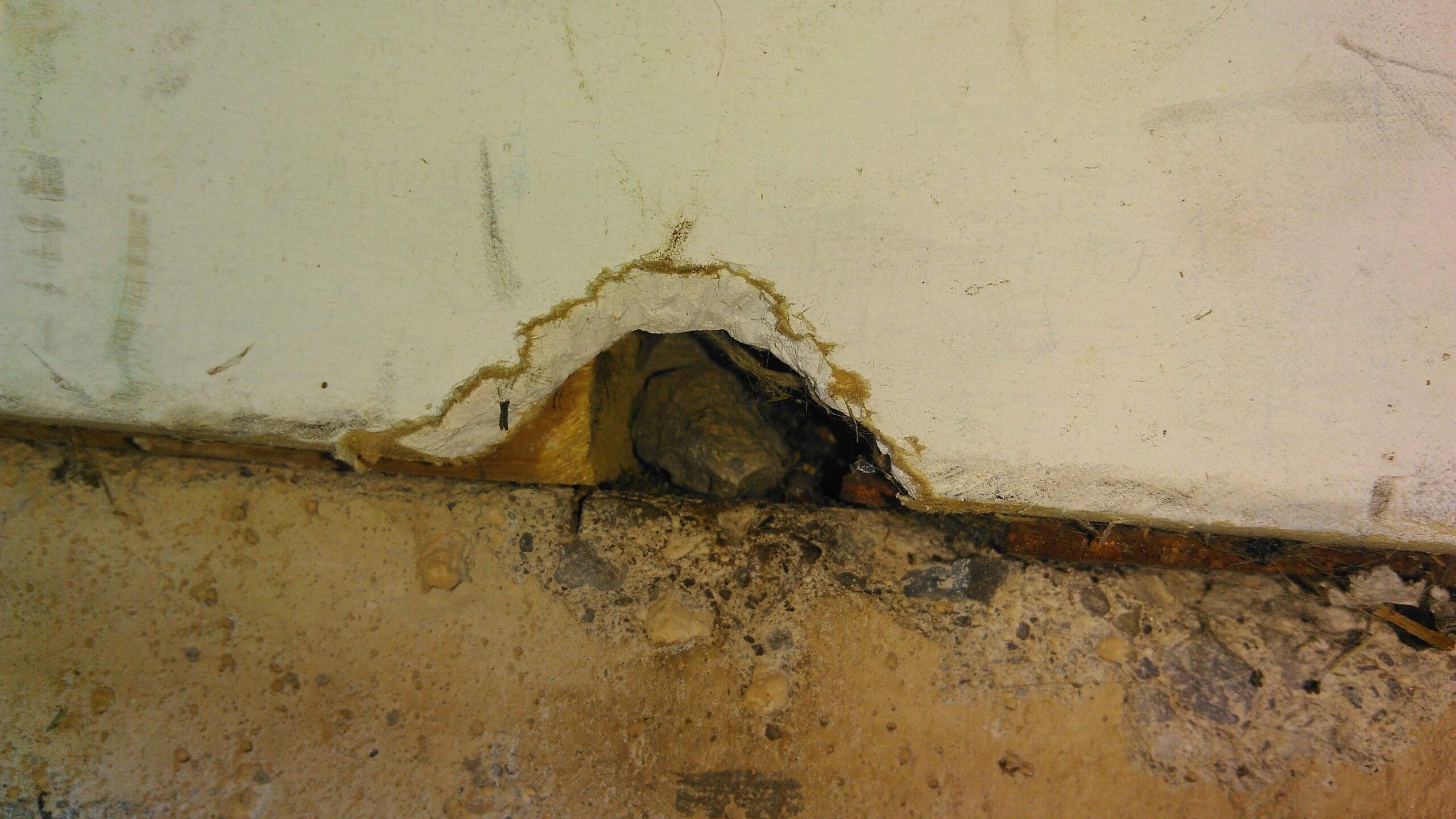 Mice Removal