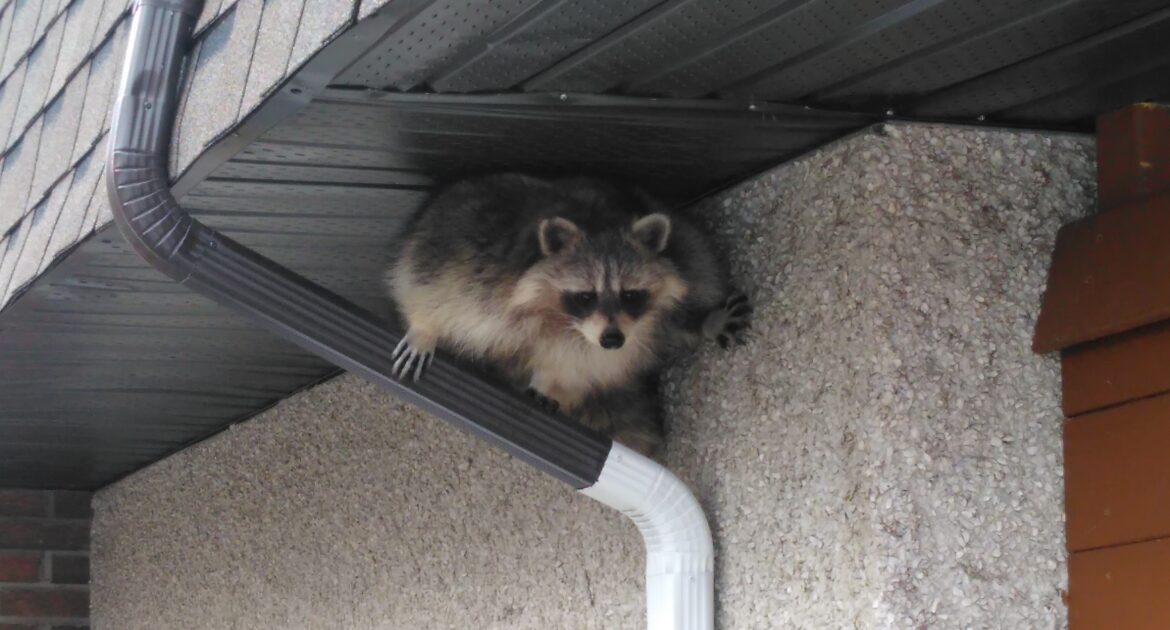 Raccoon Removal Madison