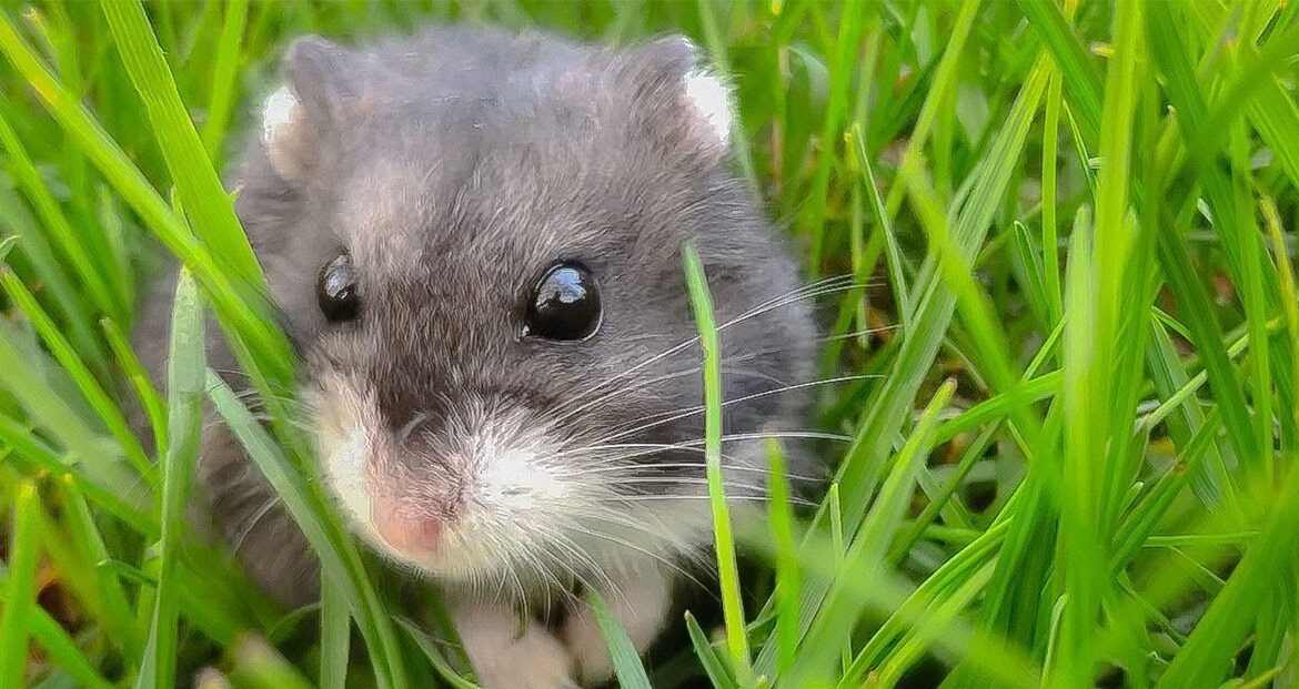 Is It Possible To Have Multiple Wildlife Invasions At Once