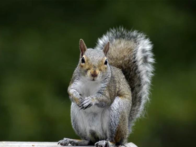 Squirrel Removal Madison