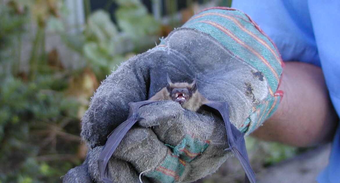 Bat Removal Madison