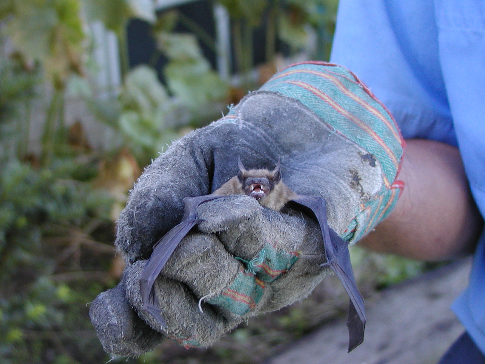 Bat Removal Madison