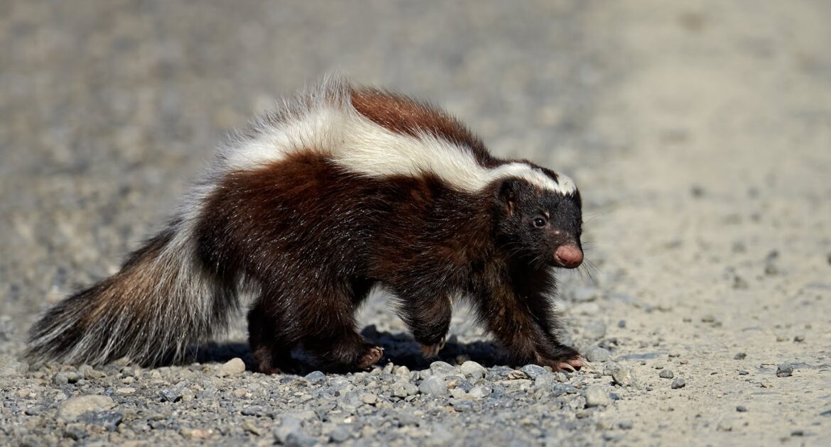 Skunk Removal Milwaukee