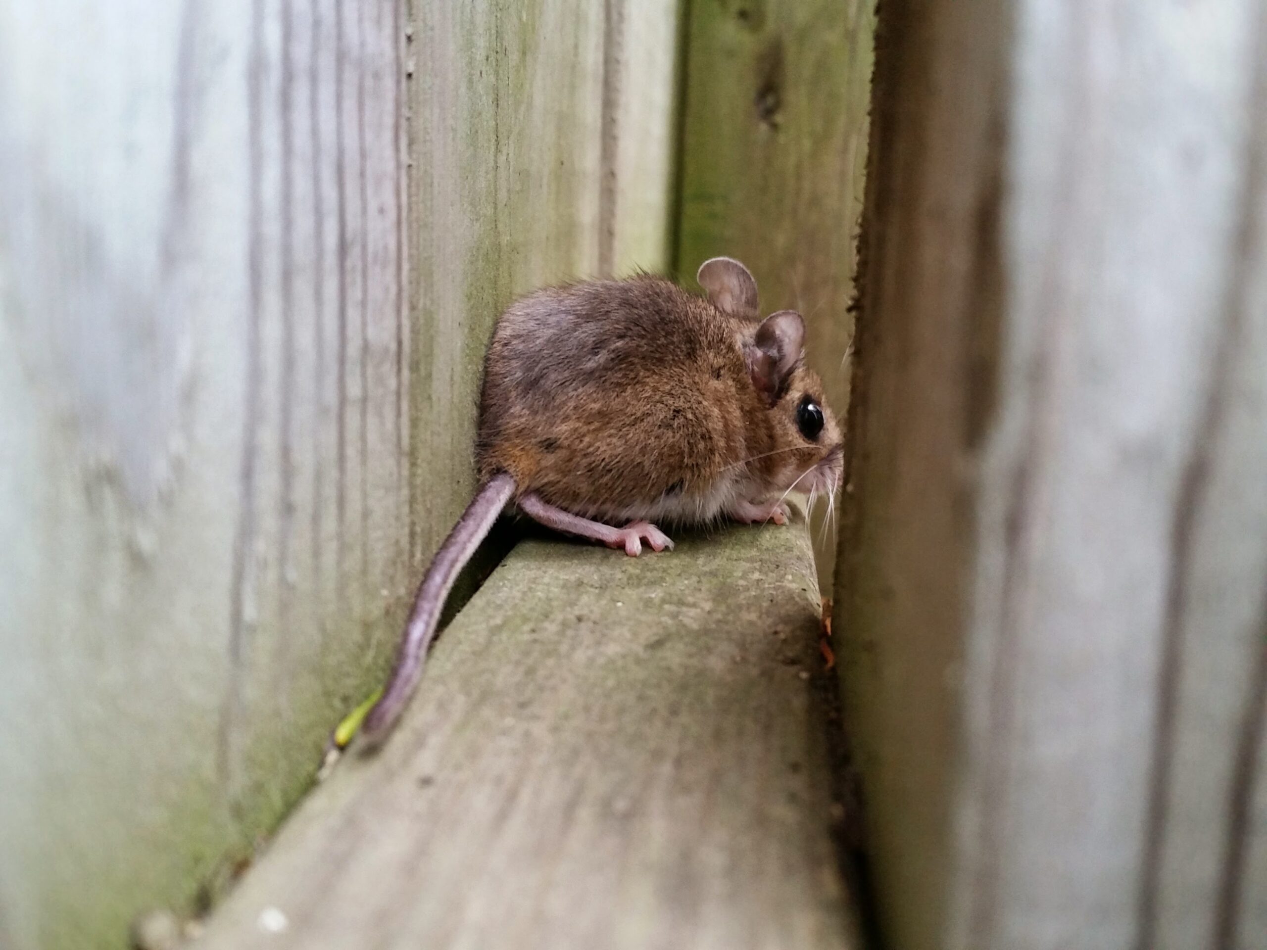Milwaukee Wildlife Removal: Why Do Mice Have Tails?