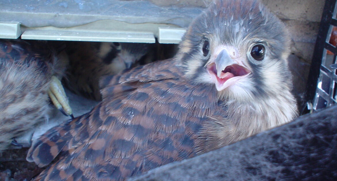 Bird Removal Montreal
