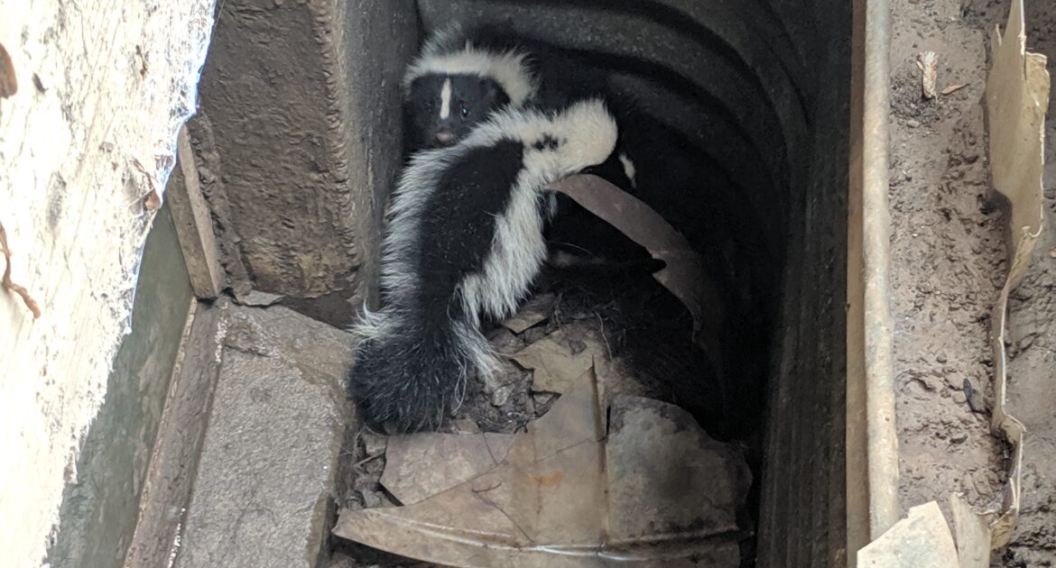 Skunk Removal Niagara