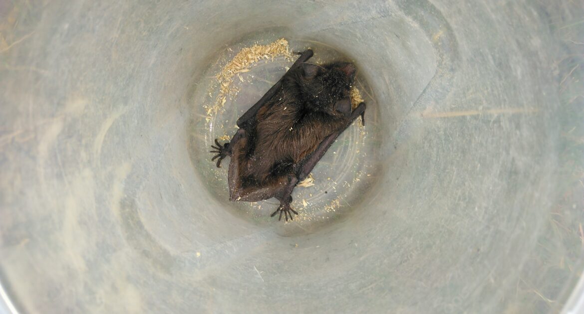 Bat Removal Okanagan