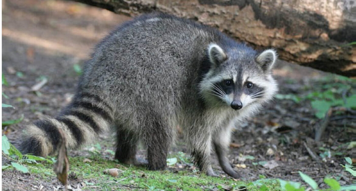 Raccoon Removal Okanagan
