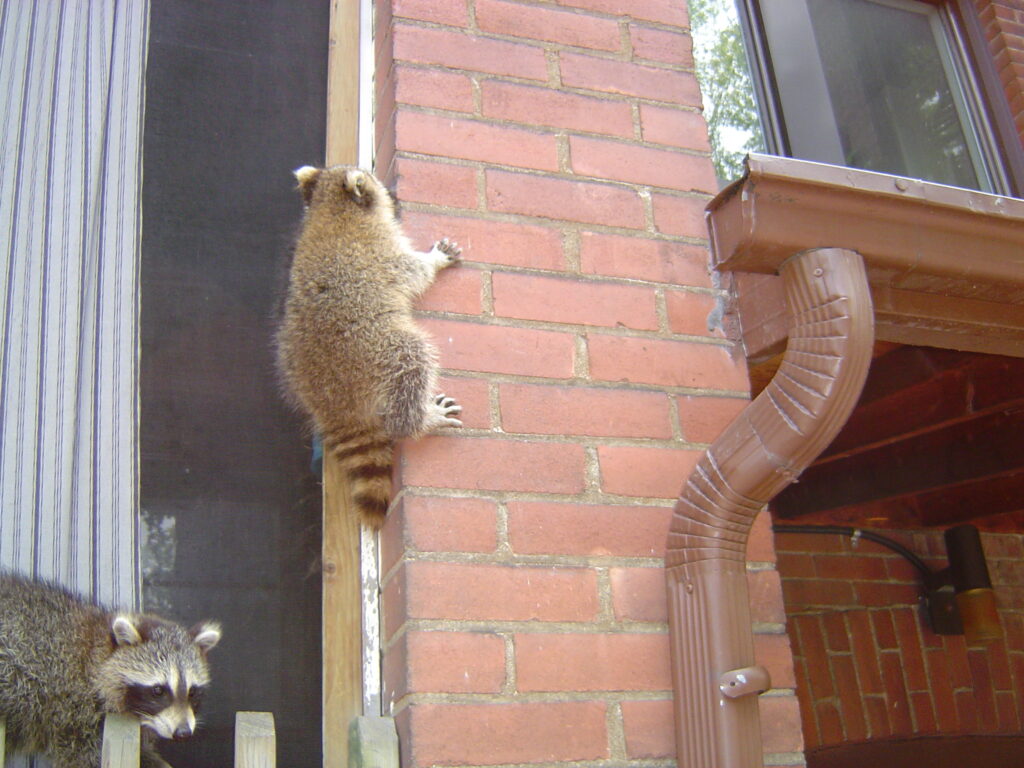 Raccoon Control Okanagan