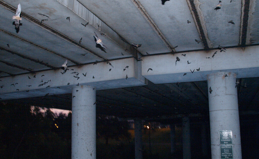 Bat Removal Oshawa