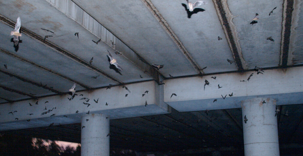 Bat Removal Oshawa