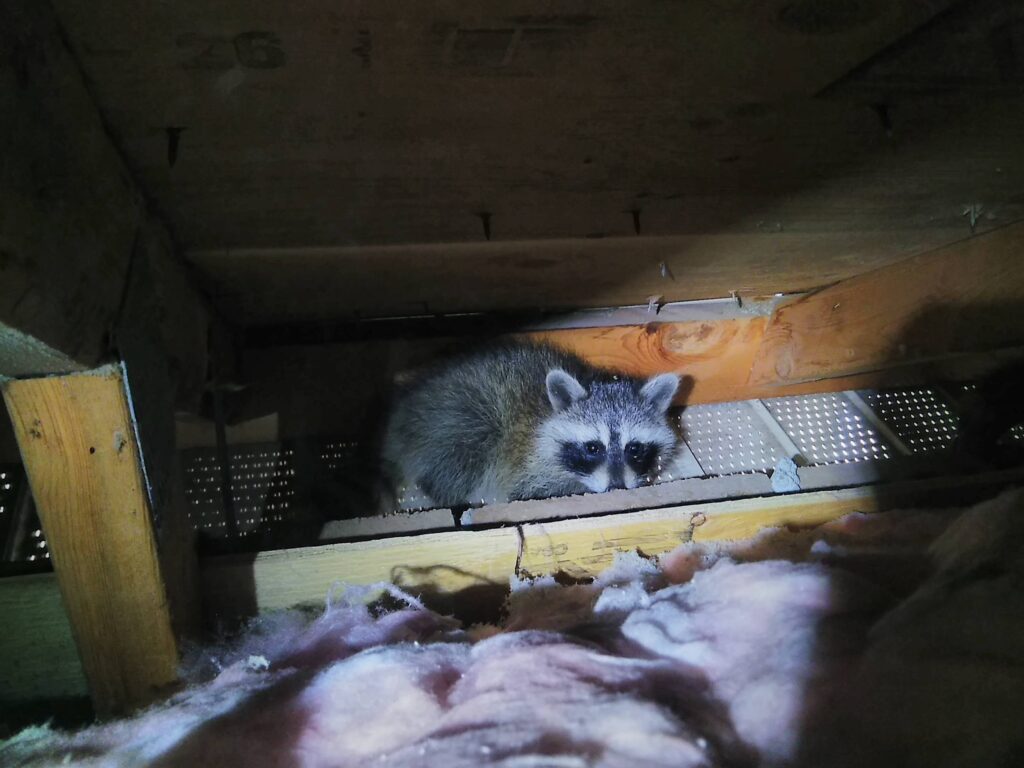 Wildlife Removal Oakville