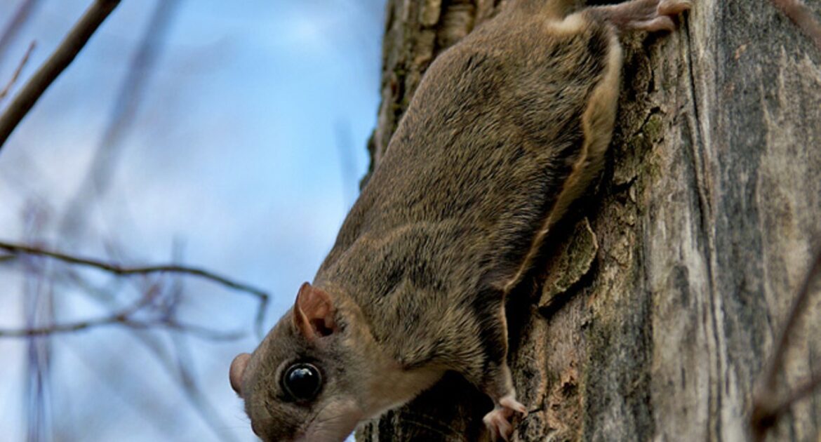 Squirrel Removal Vaughan