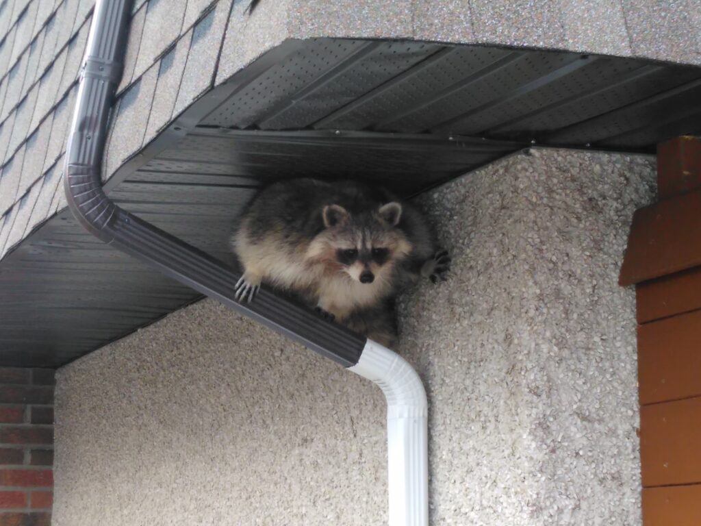 Raccoon Removal Hamilton