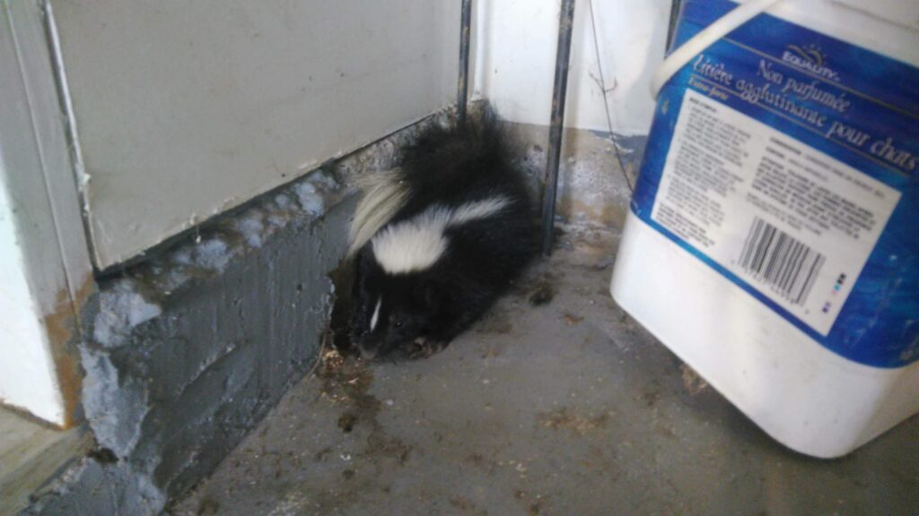 Skunk Control Coquitlam