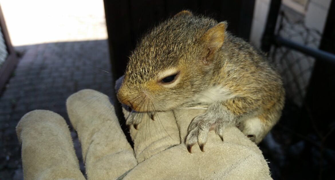 Wildlife Control Montreal