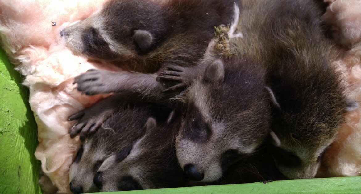 Raccoon Control Madison