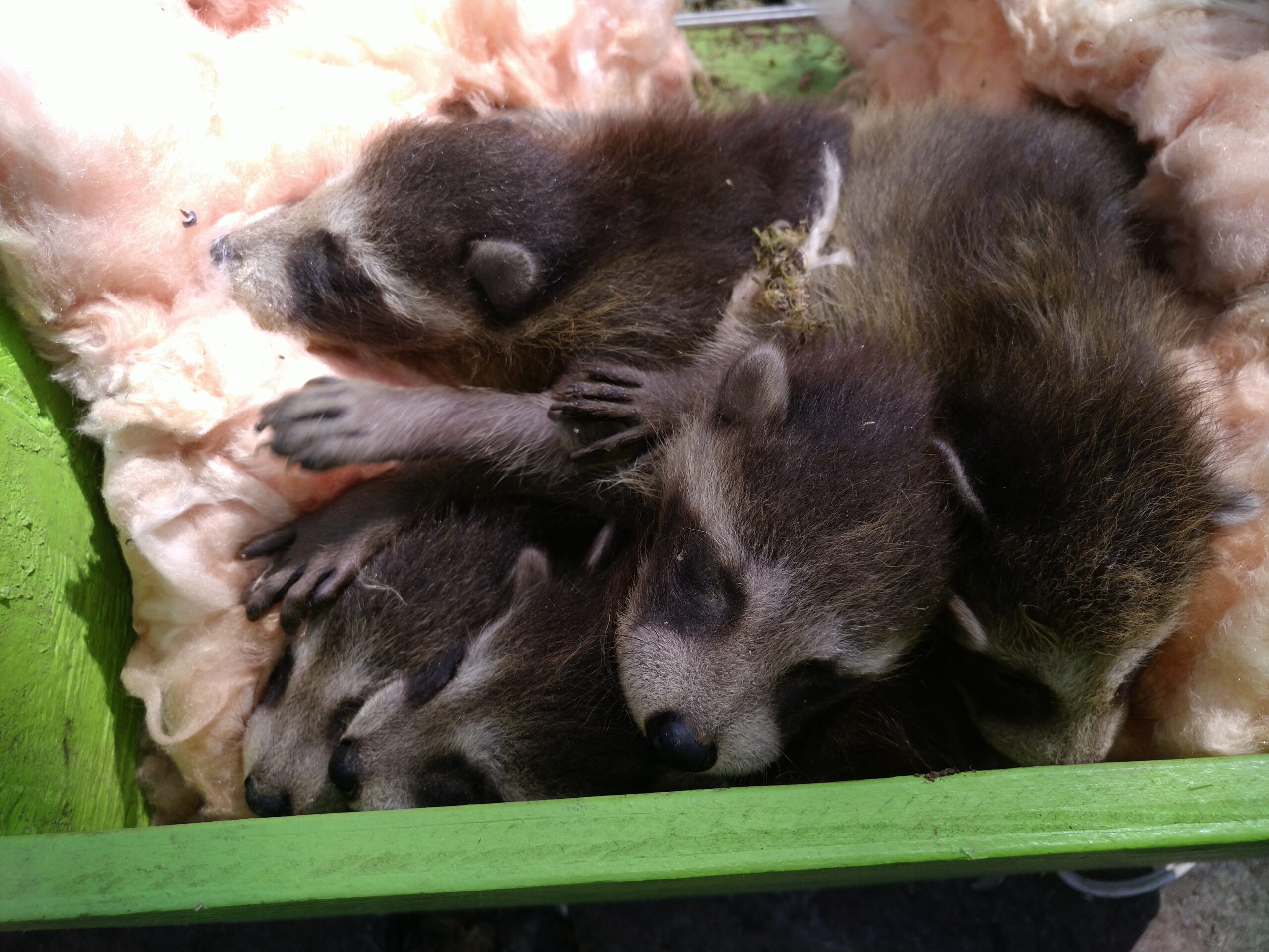 Raccoon Control Madison