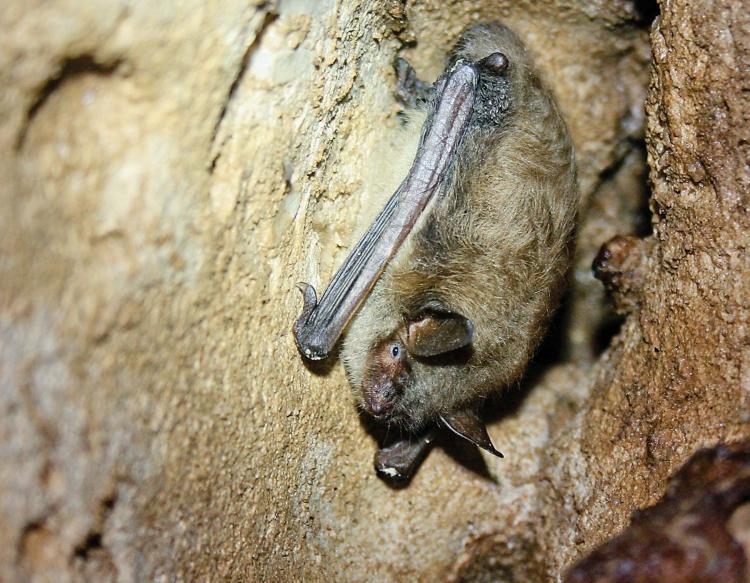 Bat Removal Vaughan