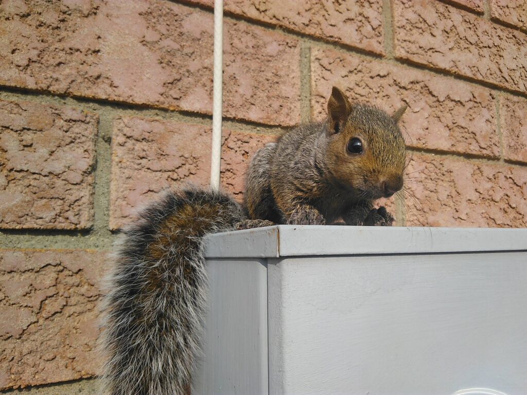 Squirrel Control Okanagan