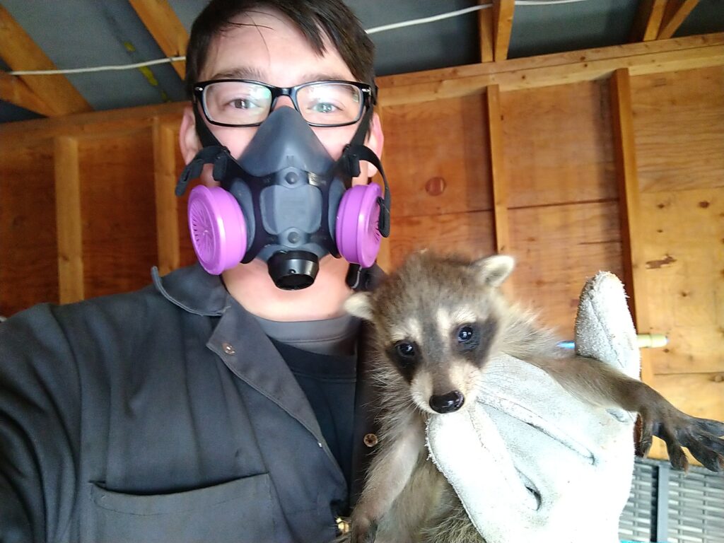 Raccoon Control Okanagan