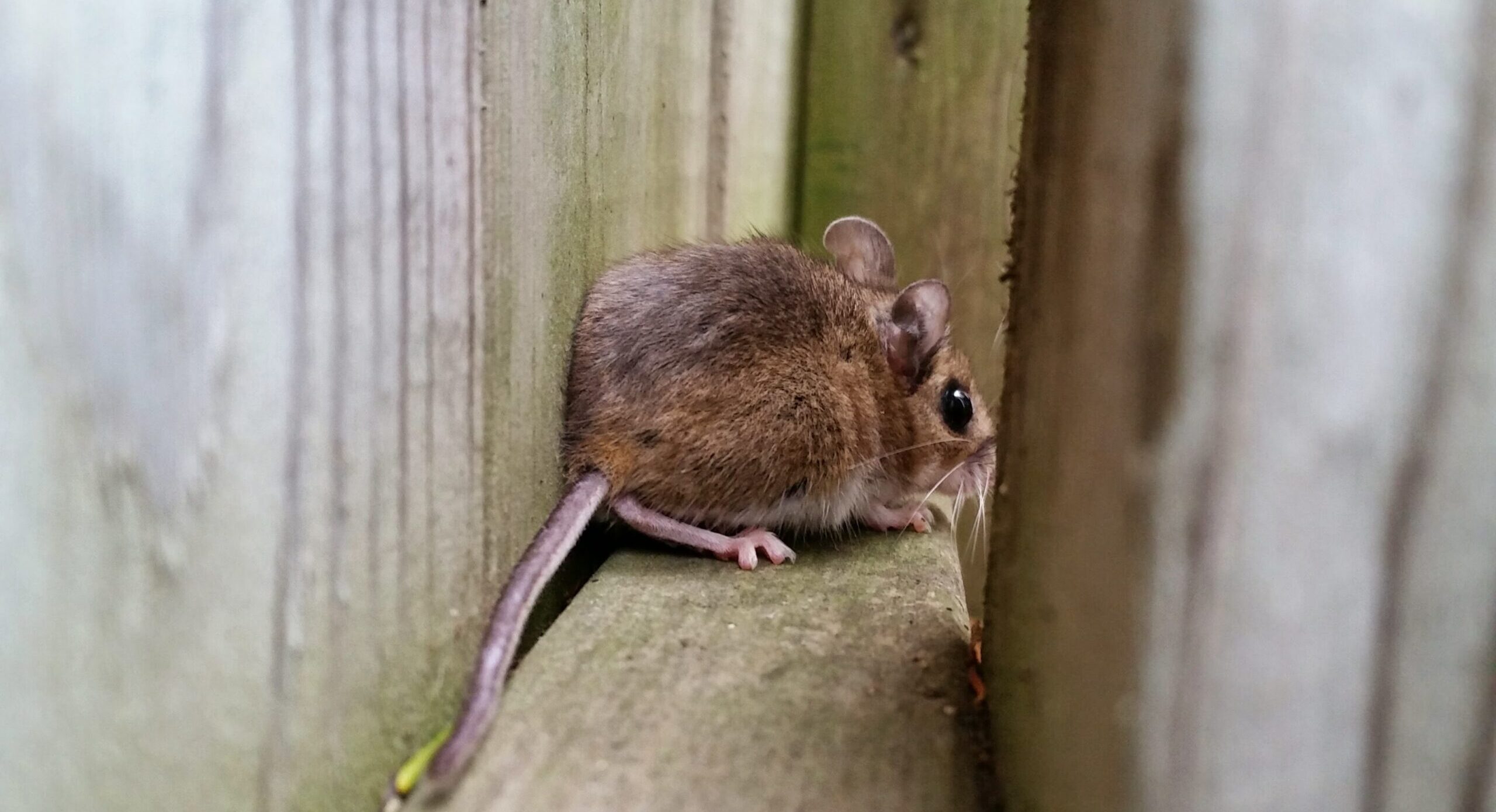 Mice Removal Oshawa