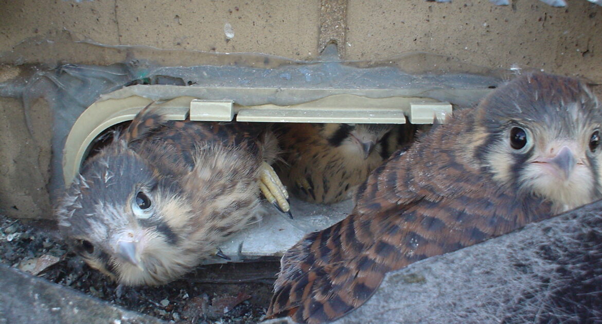 Bird Removal Pickering