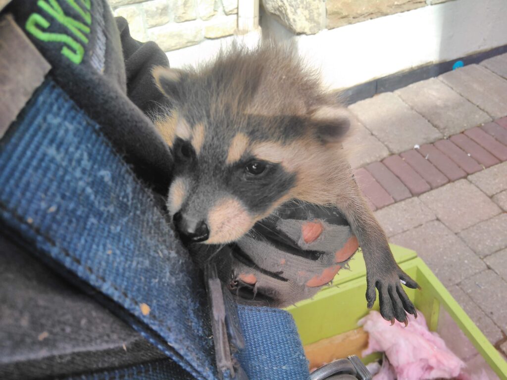 Raccoon Control Durham