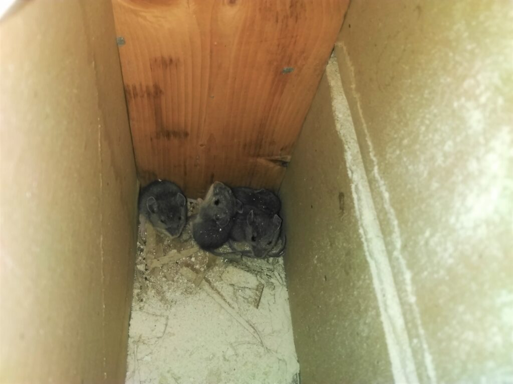 Mice Control Milwaukee