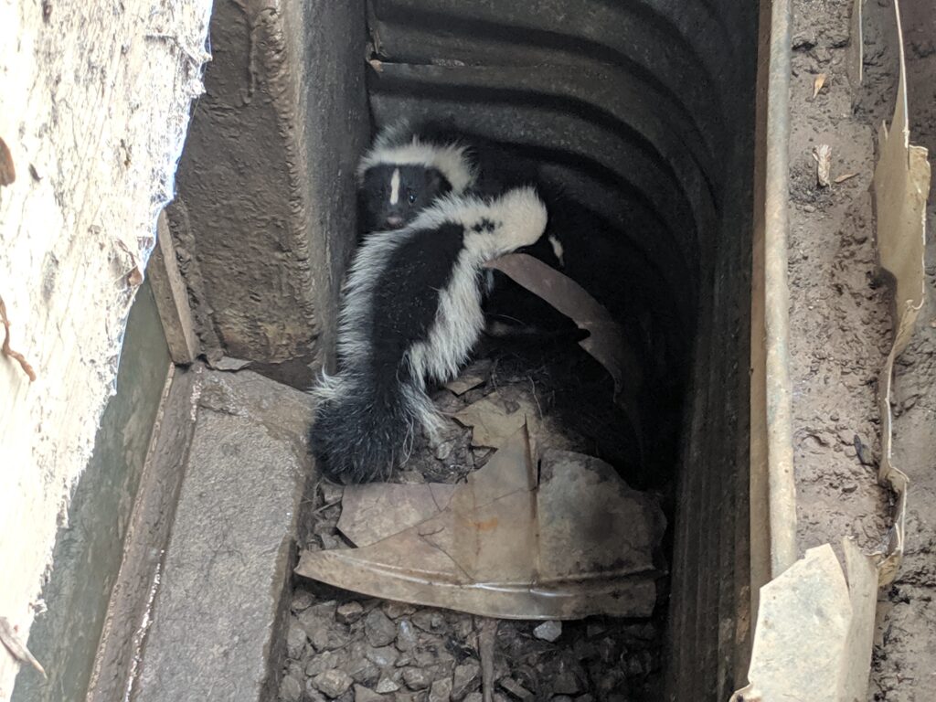 Skunk Control Okanagan