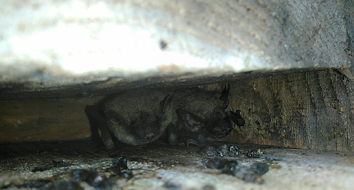 Bat Control Kitchener