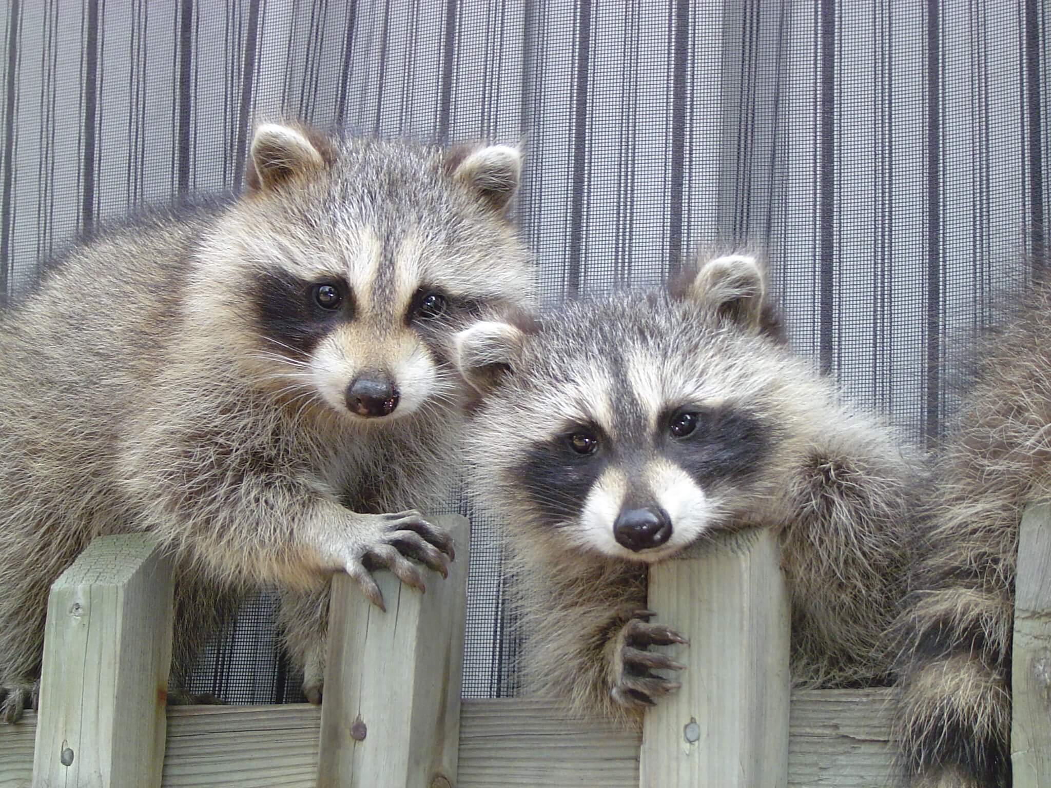 Raccoon Control Richmond Hill