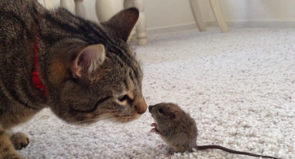 Mice Removal Milwaukee