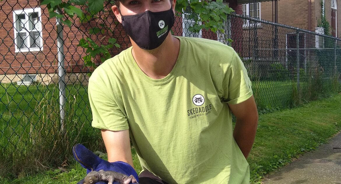 Squirrel Removal