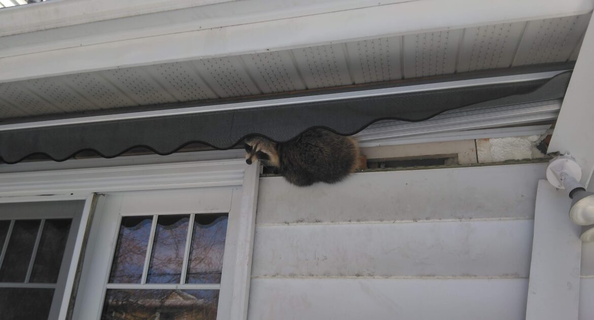 Raccoon Removal Niagara