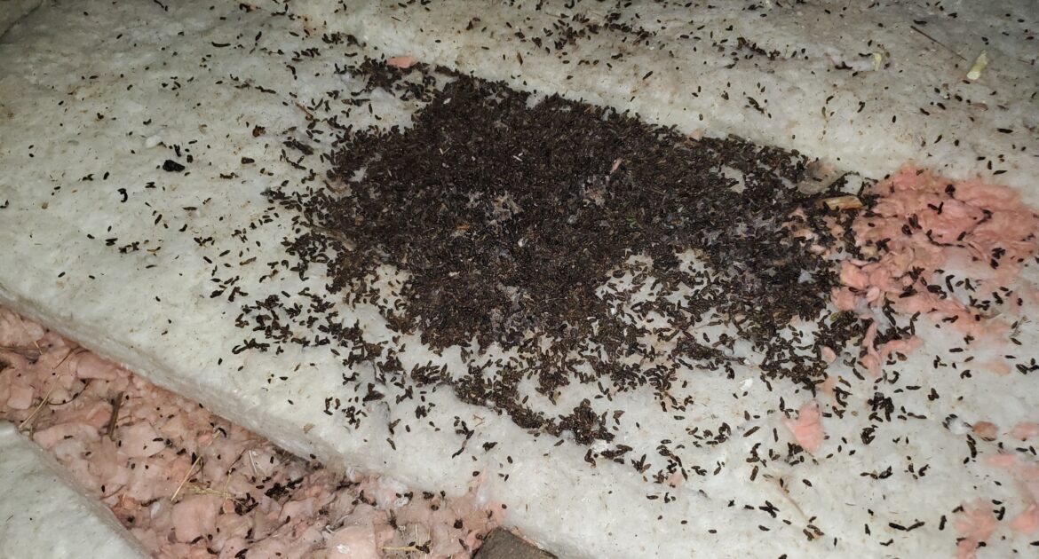 Bat Control Madison