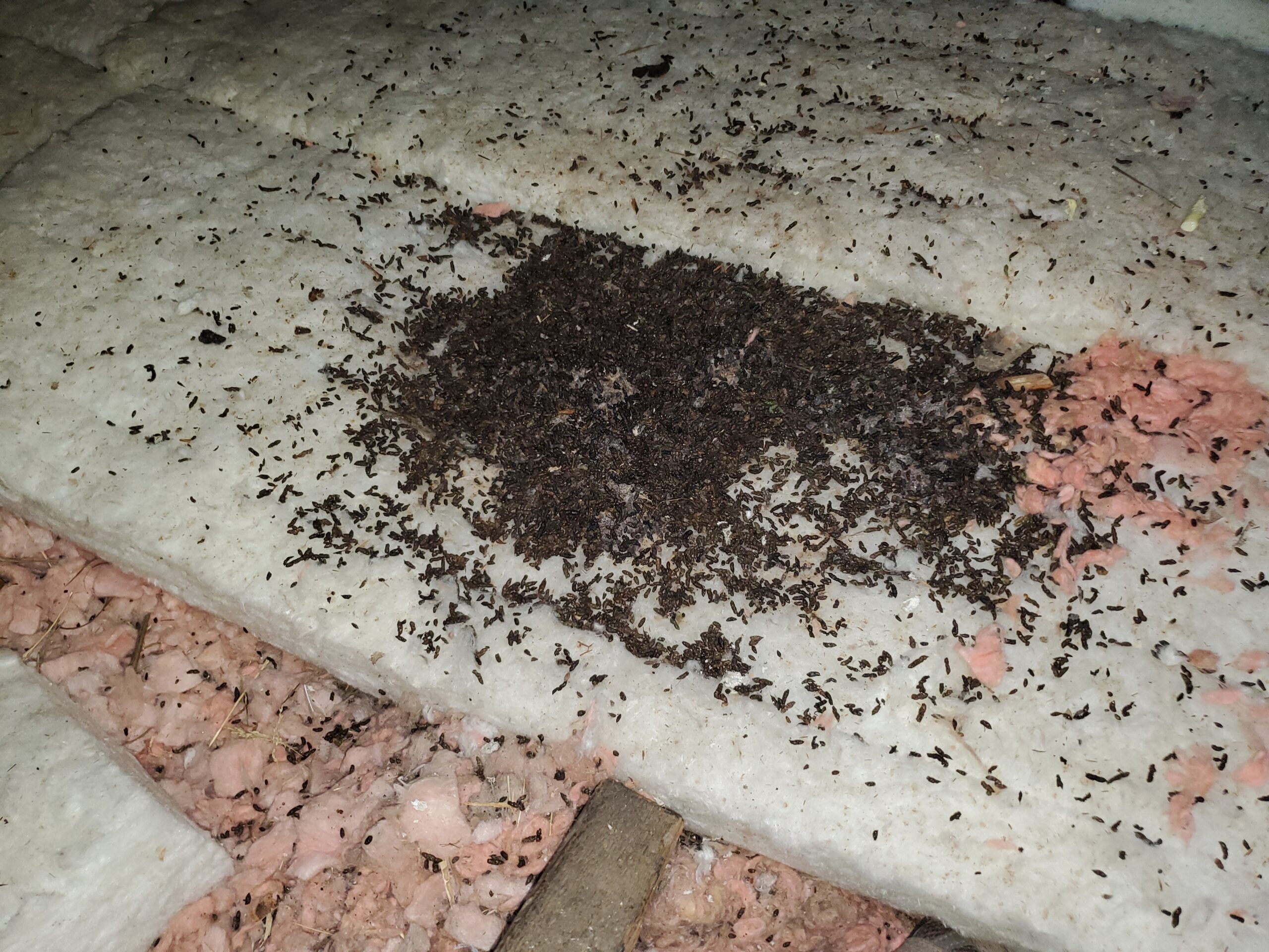 What Do Bat Droppings Look Like