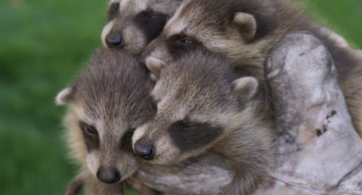 Raccoon Removal Durham